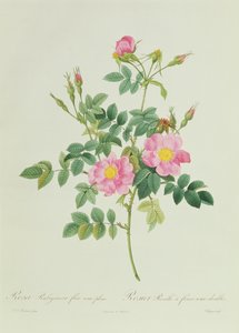 Rosa Rubiginosa Flore Semi-Pleno door Pierre Joseph Redouté